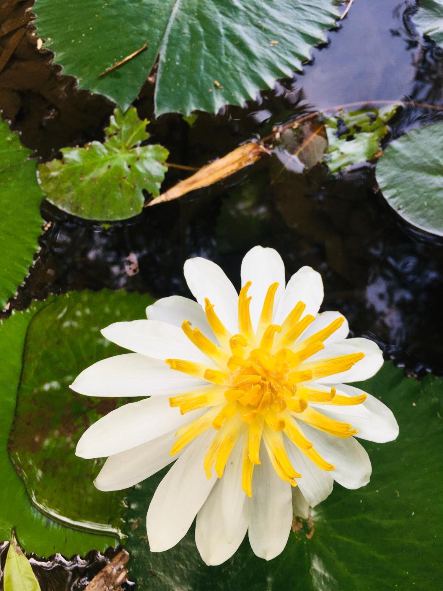 Paradise Eco Garden キトゥルガラ エクステリア 写真
