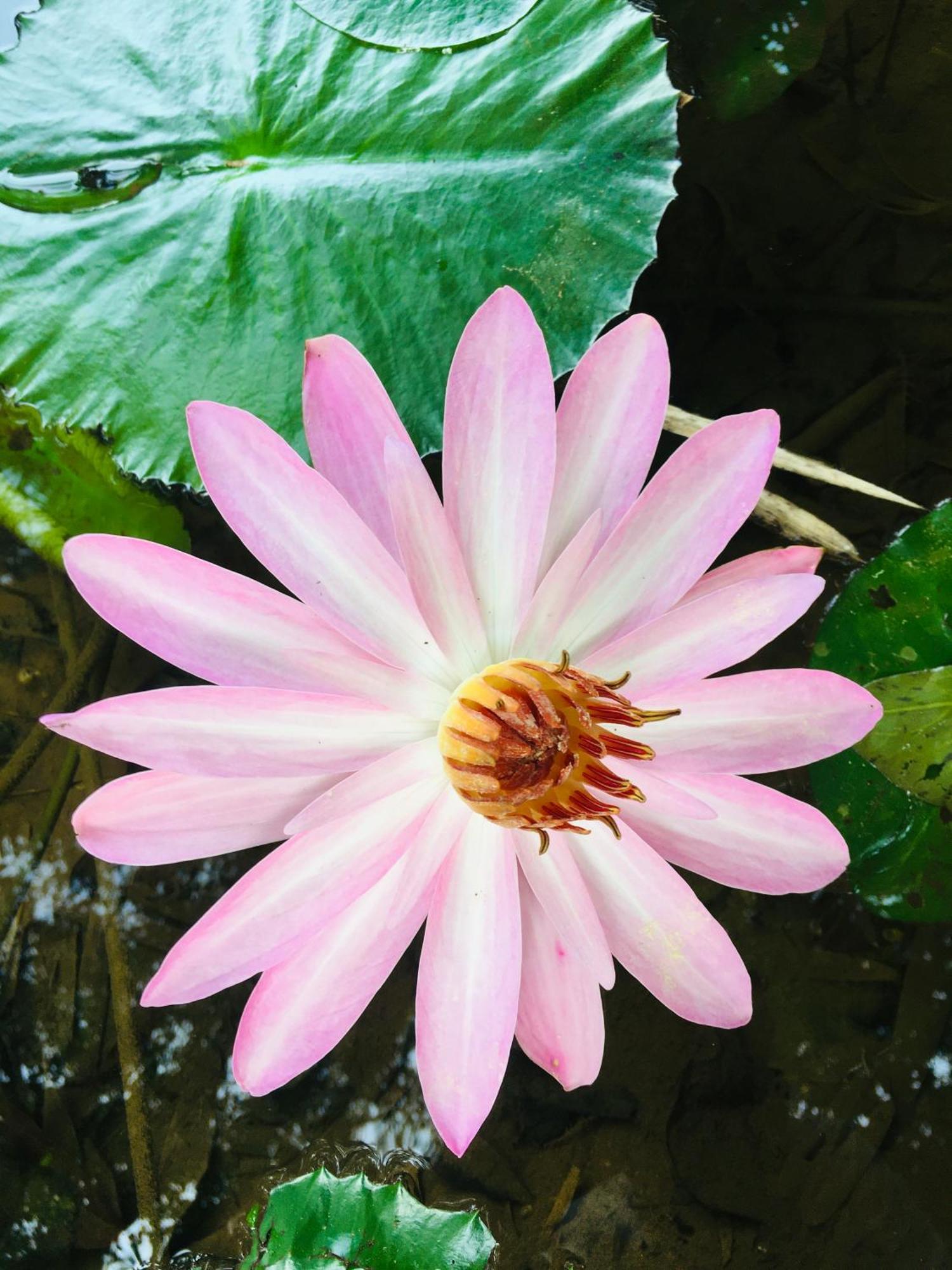 Paradise Eco Garden キトゥルガラ エクステリア 写真